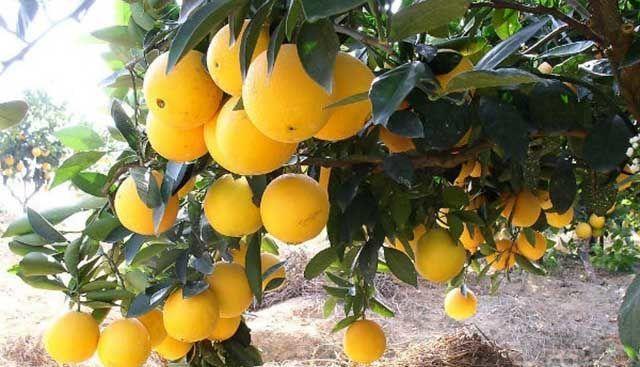 橙子保花保果用什么水溶肥？橙子打什么葉面肥能膨果